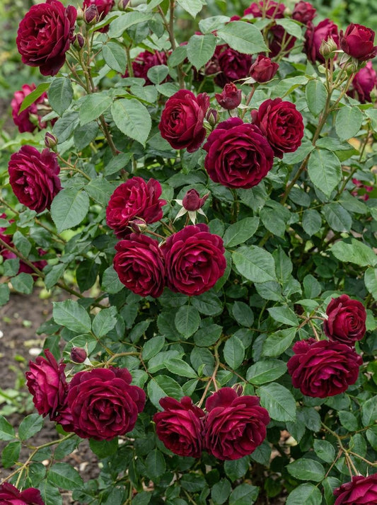 Rosa ‘Bordeaux’ (Bordeaux Floribunda Rose)