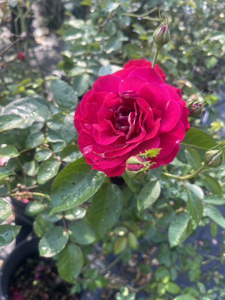 Rosa ‘Bordeaux’ (Bordeaux Floribunda Rose)