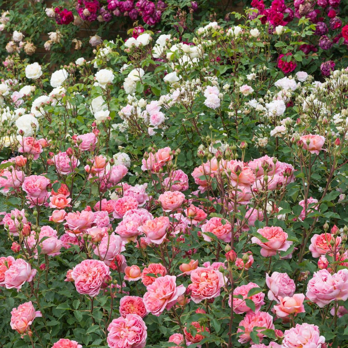 Rosa ‘Boscobel’ (Auscousin) (David Austin English Rose)