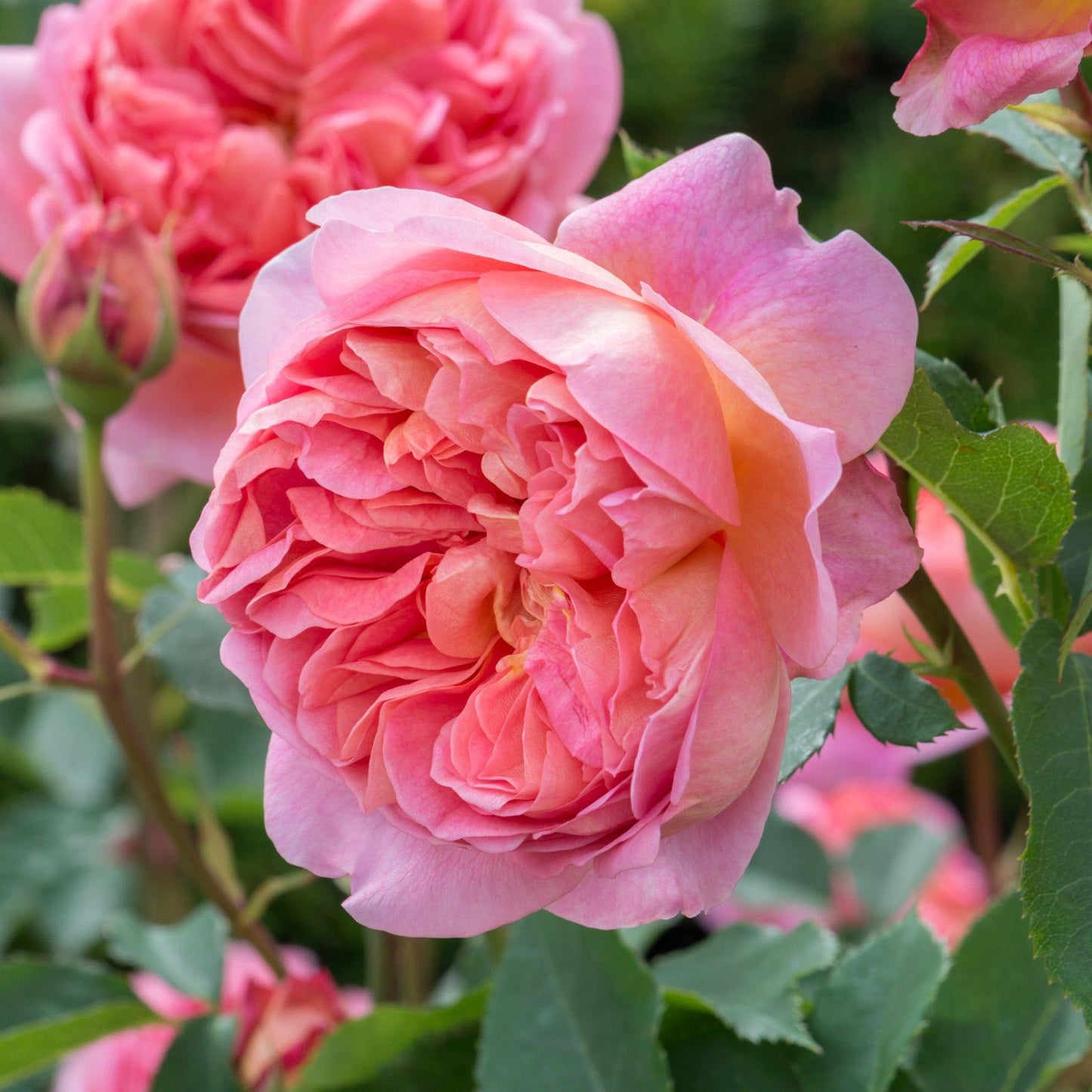Rosa ‘Boscobel’ (Auscousin) (David Austin English Rose)