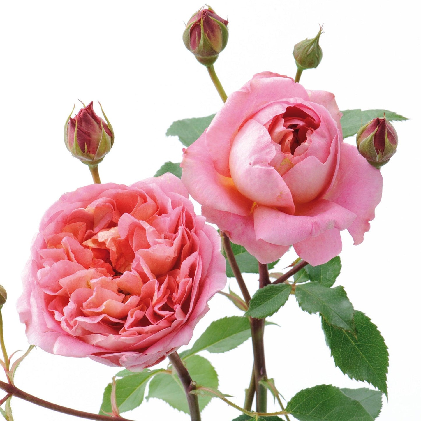 Rosa ‘Boscobel’ (Auscousin) (David Austin English Rose)