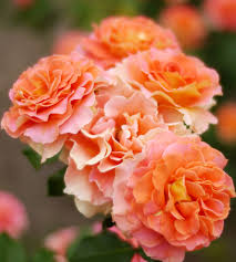 Rosa ‘Brass Band’ (Brass Band Rose)