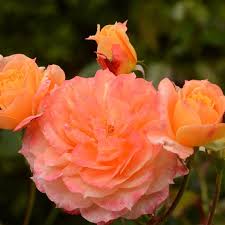 Rosa ‘Brass Band’ (Brass Band Rose)