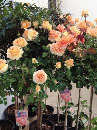 Rosa ‘Brass Band’ (Brass Band Rose)