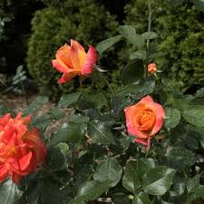 Rosa ‘Brass Band’ (Brass Band Rose)