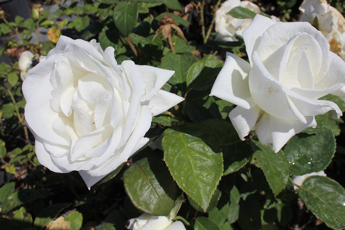 Rosa ‘Brilliance’ (Hybrid Tea Rose)