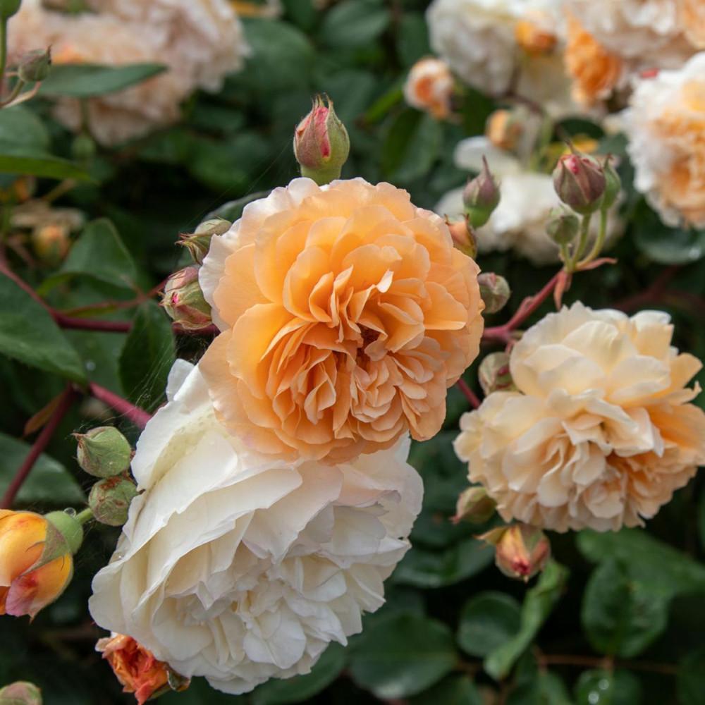 Rosa ‘Buff Beauty’ (Weeping Rose) Standards