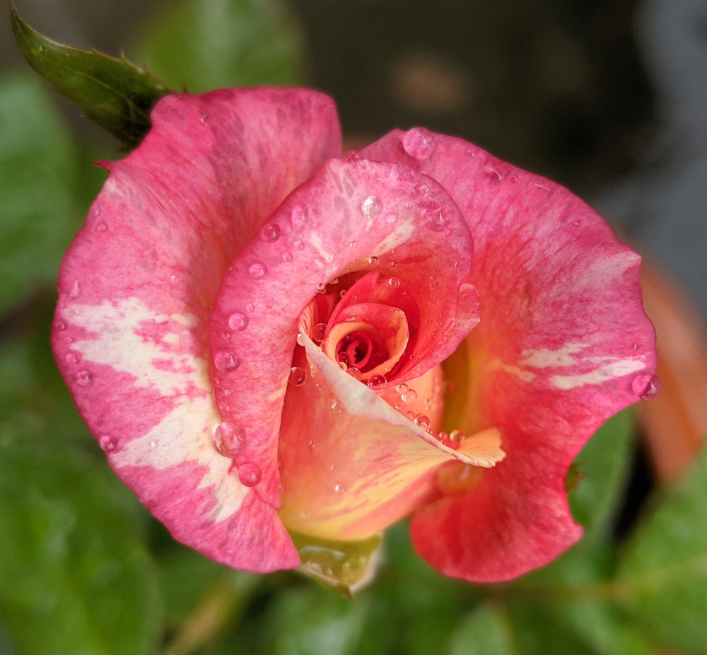 Rosa 'Cabana' (Rose)