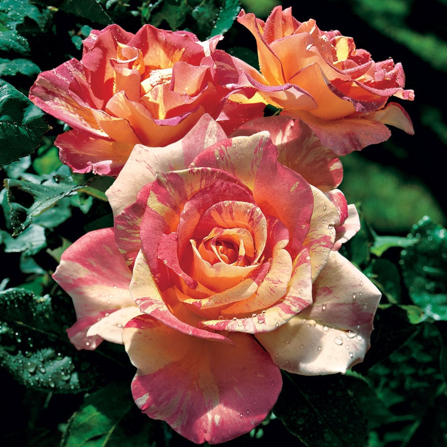 Rosa 'Cabana' (Rose)