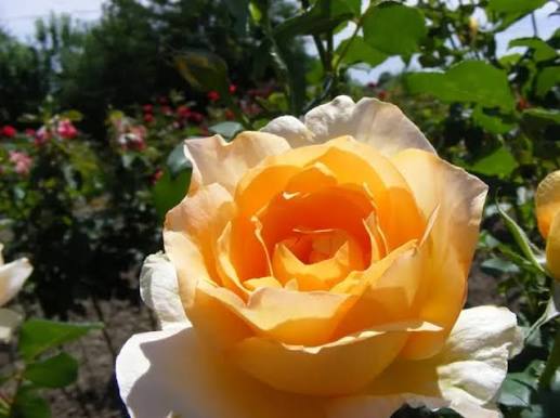 Rosa 'Casanova' (Floribunda Rose)