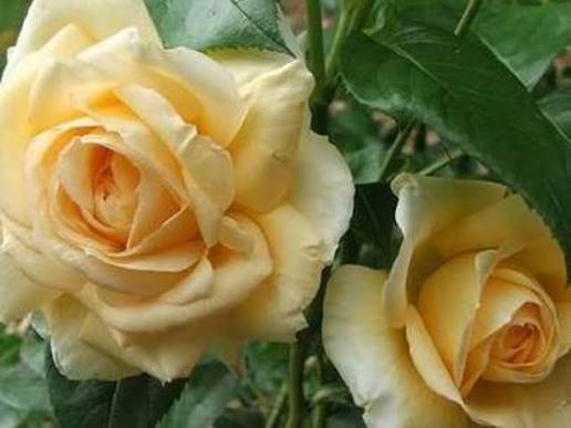 Rosa 'Casanova' (Floribunda Rose)