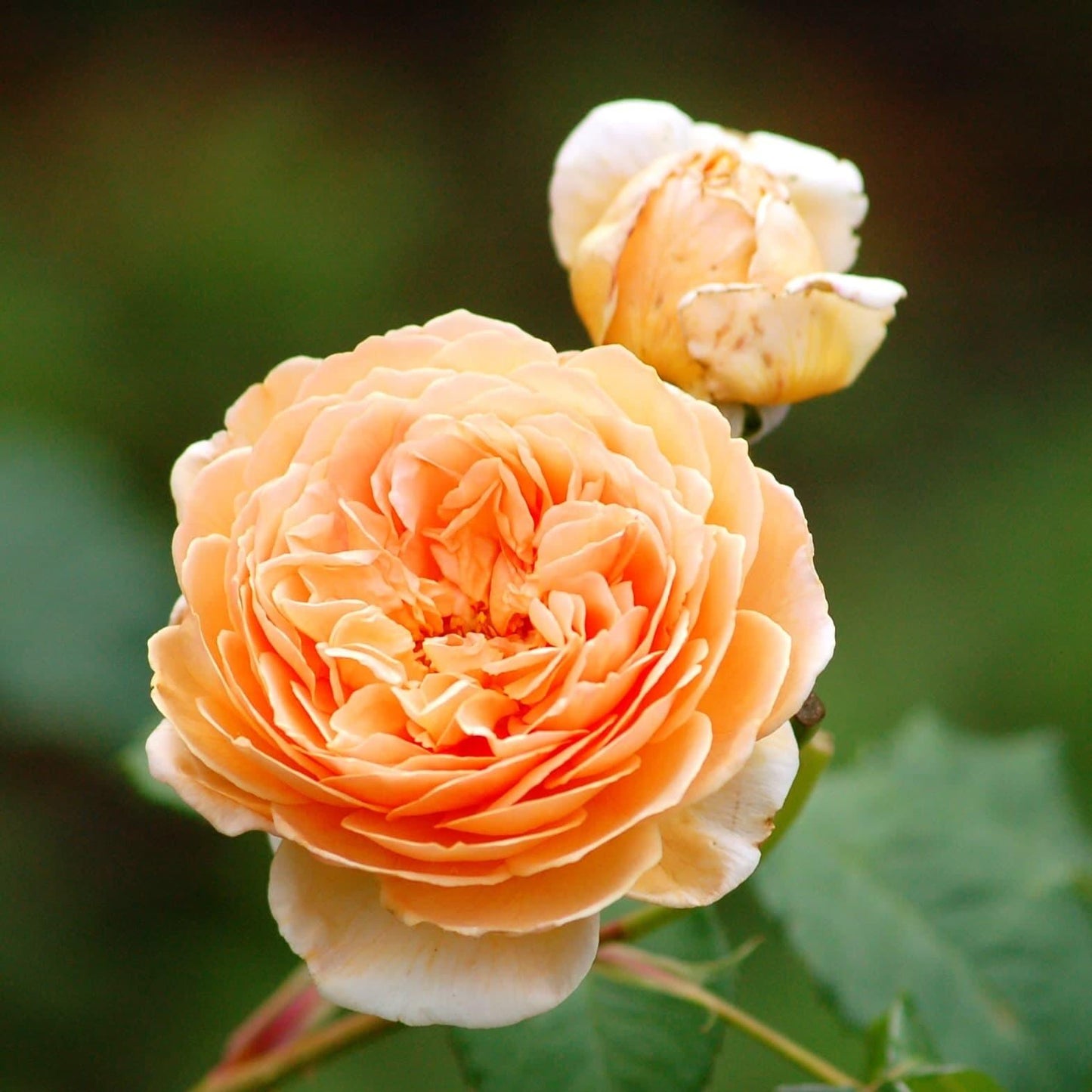 Rosa ‘Charles Austin’ (Charles Austin English Shrub Rose)