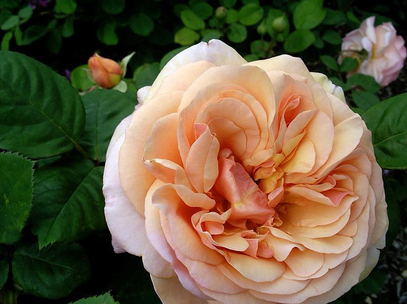 Rosa ‘Charles Austin’ (Charles Austin English Shrub Rose)