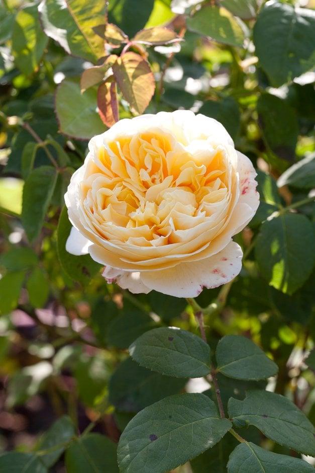 Rosa ‘Charlotte’ (Charlotte English Shrub Rose)
