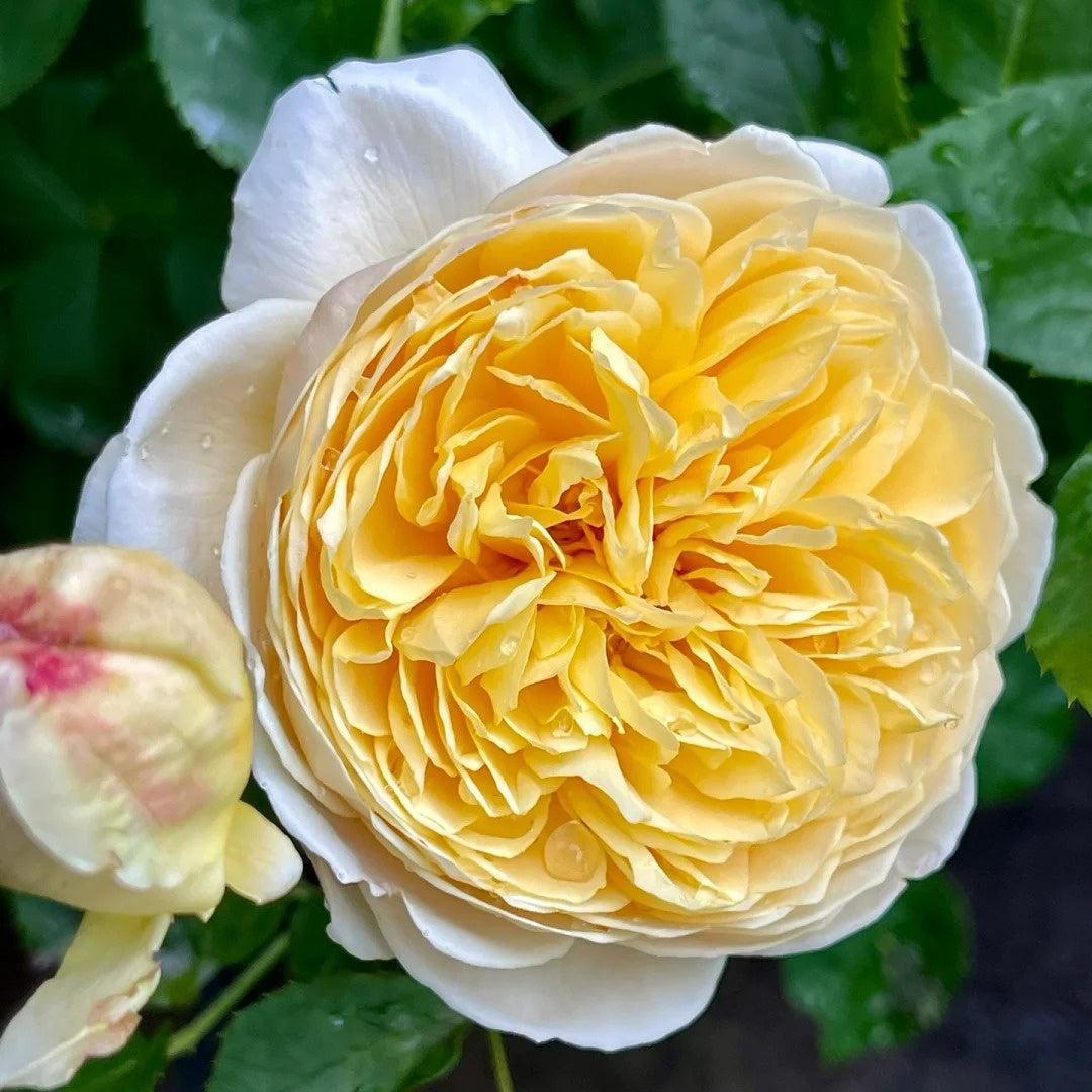 Rosa ‘Charlotte’ (Charlotte English Shrub Rose)