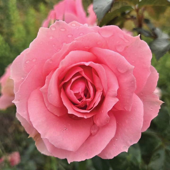 Rosa 'Childs Love' (Rose)