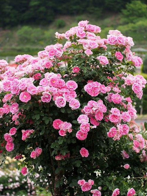 Rosa 'Childs Love' (Rose)