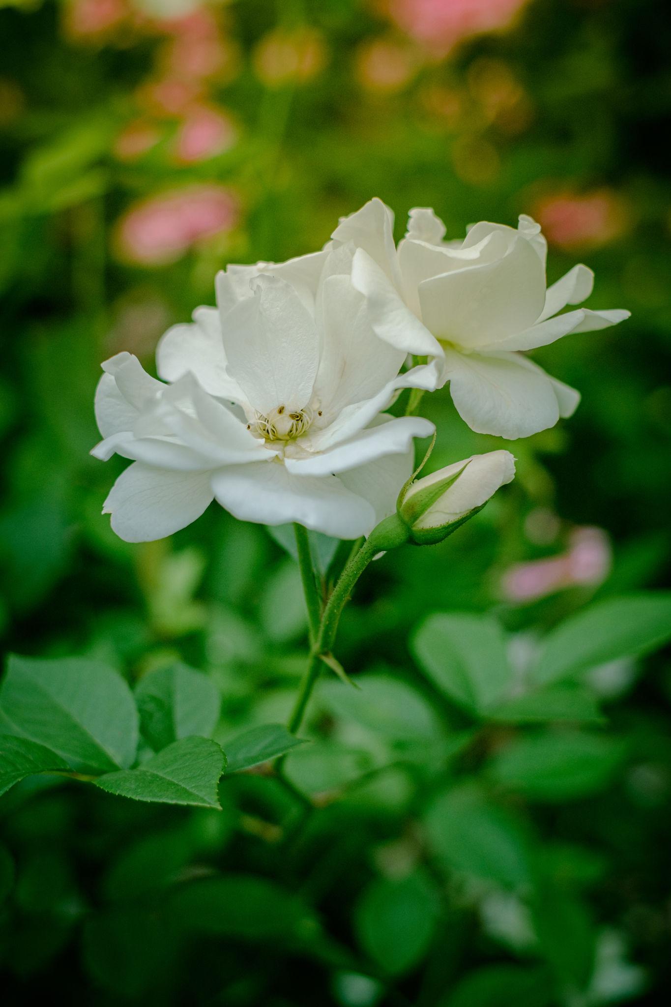 Rosa Chinensis 'Alba' (White China Rose)