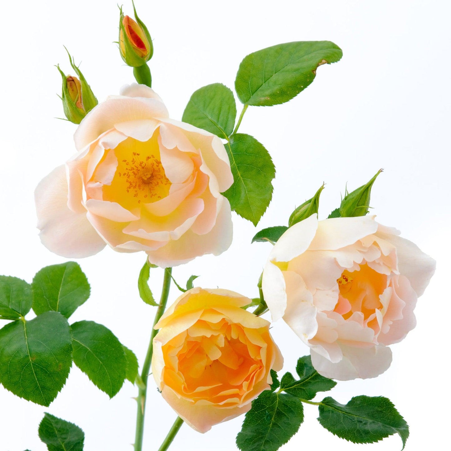 Rosa 'Comtes de Champagne™' (David Austin Rose)