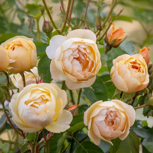 Rosa 'Comtes de Champagne™' (David Austin Rose)