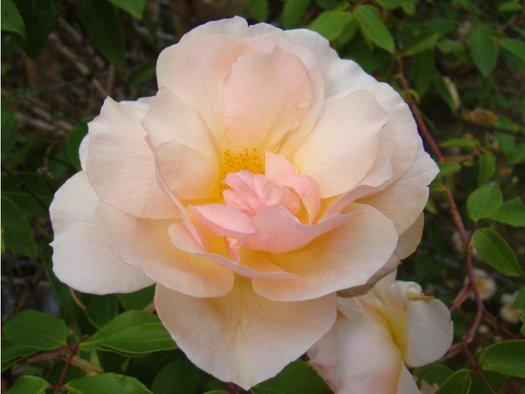 Rosa ‘Crépuscule’ (Crepuscule Weeping Rose) Standards