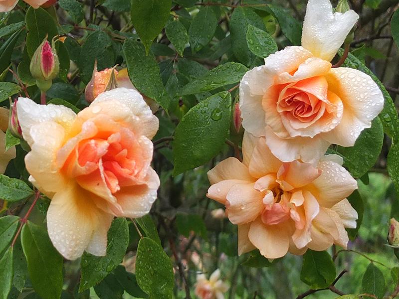 Rosa ‘Crépuscule’ (Crepuscule Weeping Rose) Standards