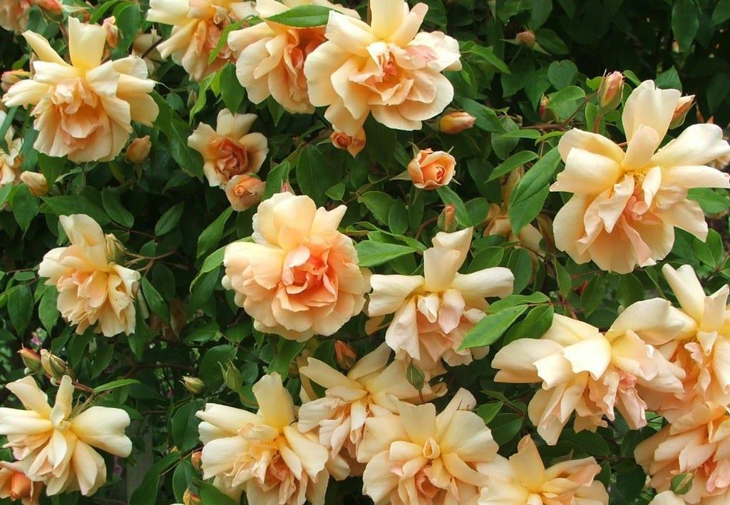 Rosa ‘Crépuscule’ (Crepuscule Weeping Rose) Standards