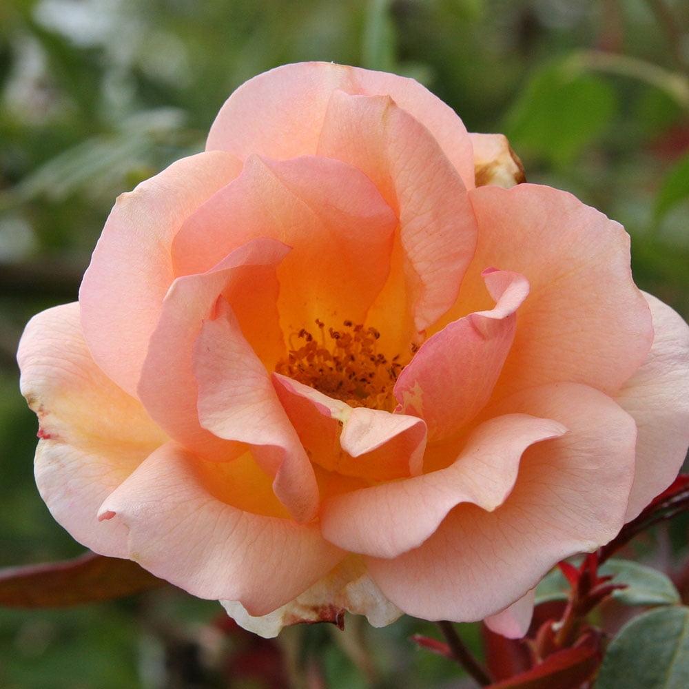 Rosa ‘Crépuscule’ (Crepuscule Weeping Rose) Standards