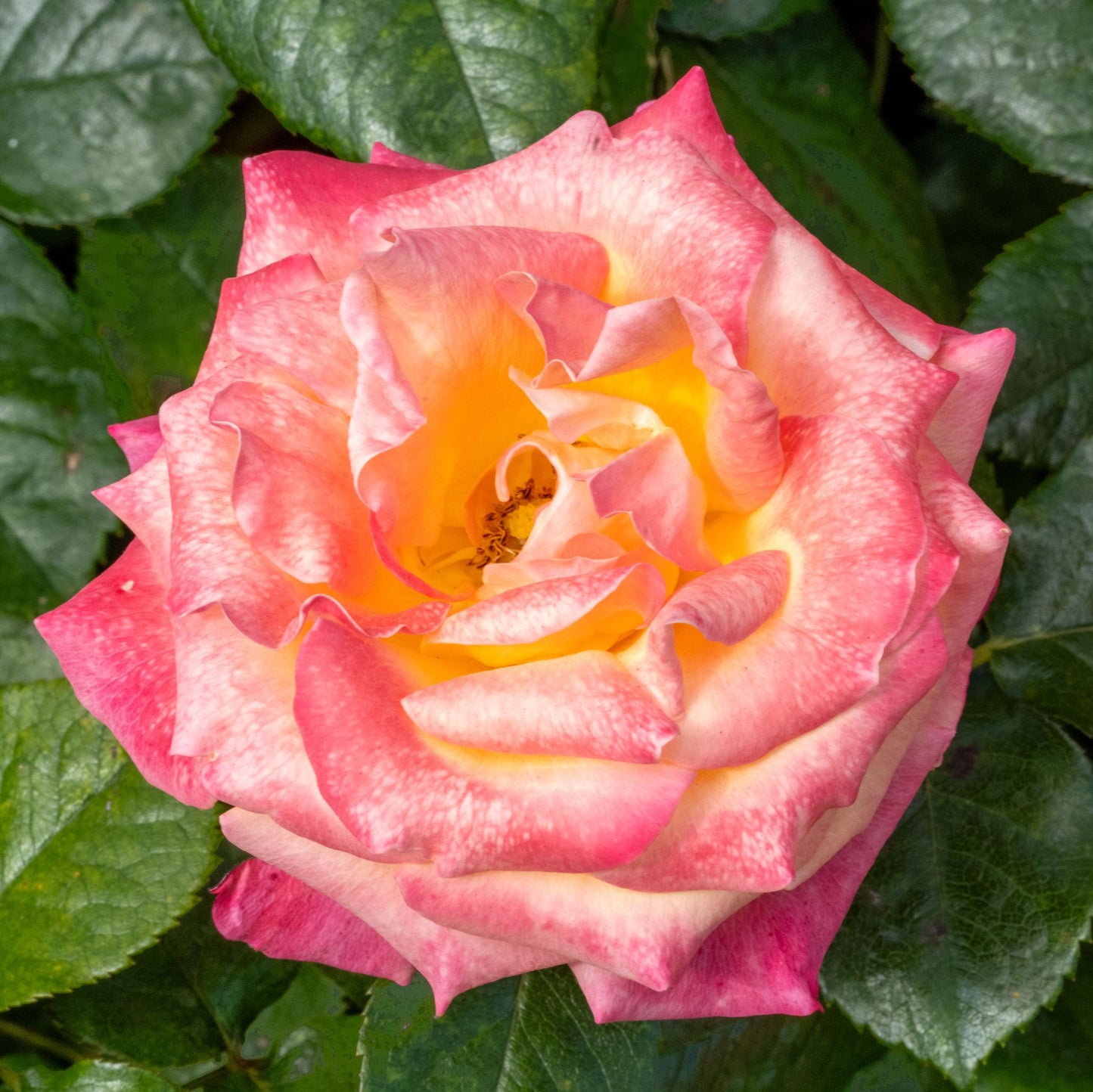 Rosa 'Day Breaker' (Floribunda Rose)