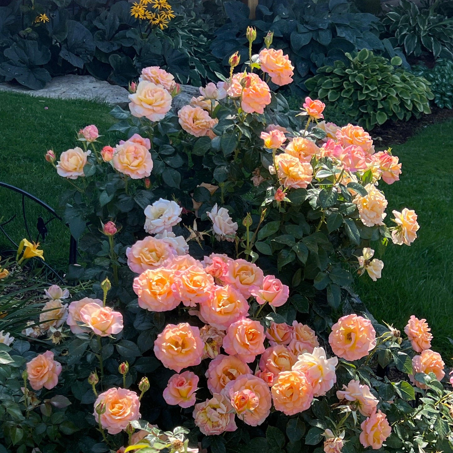 Rosa 'Day Breaker' (Floribunda Rose)