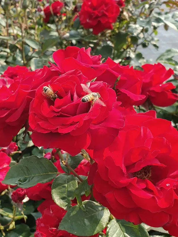 Rosa 'Dear Father' (Rose)