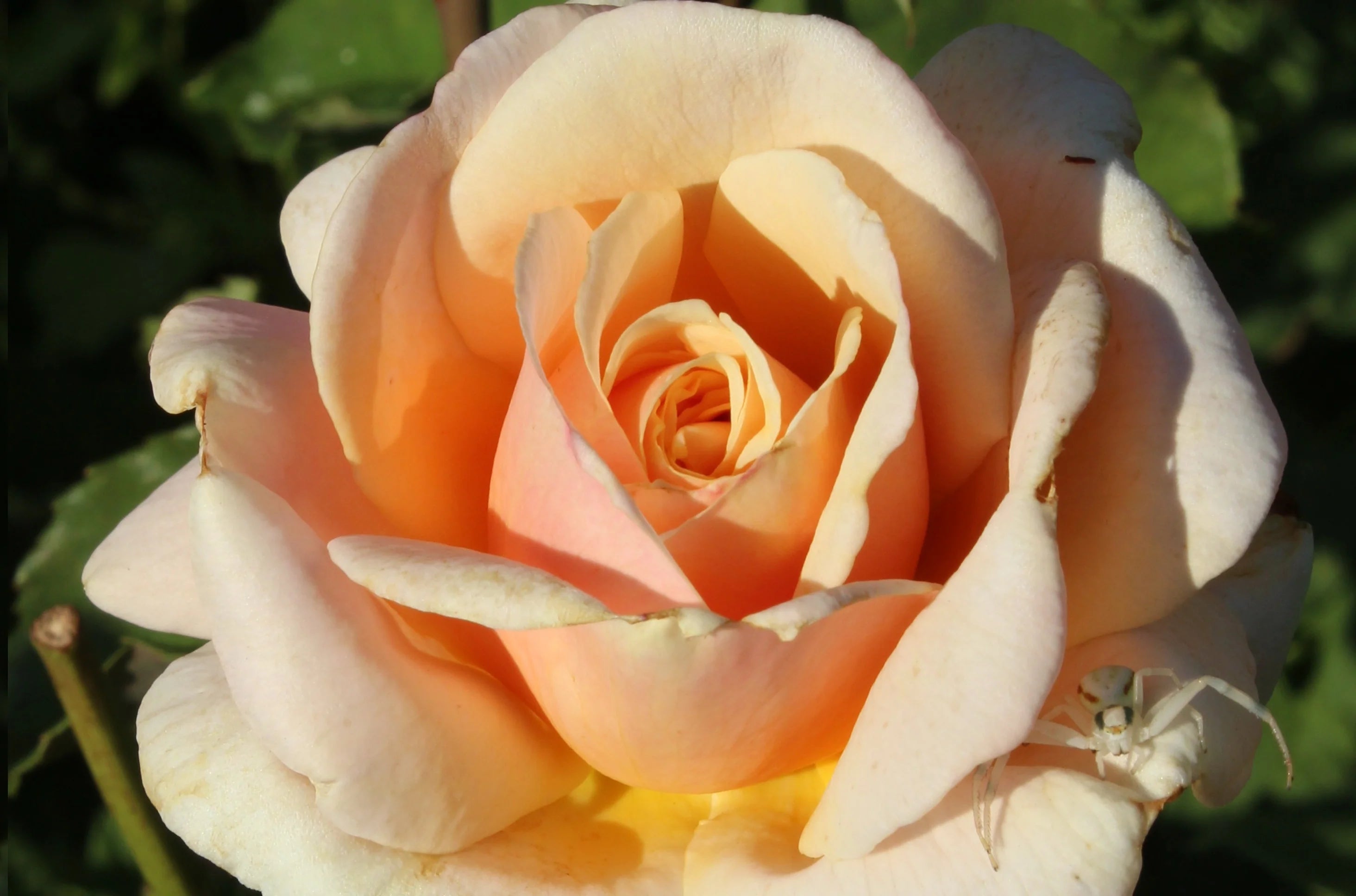 Rosa ‘Diamond Jubilee’ (Diamond Jubilee Hybrid Tea Rose)