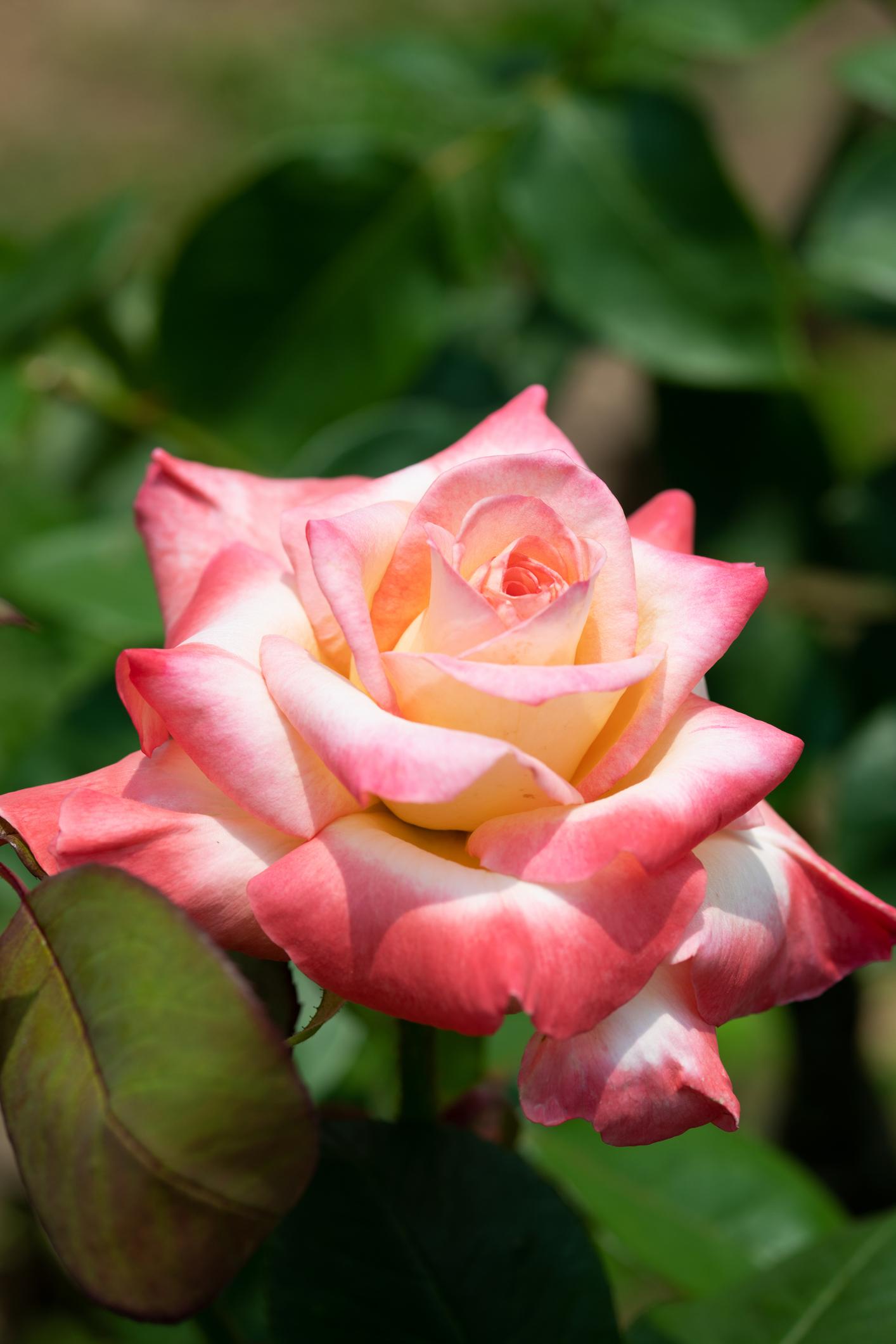 Rosa 'Diana, Princess Of Wales' (Hybrid Tea Rose)
