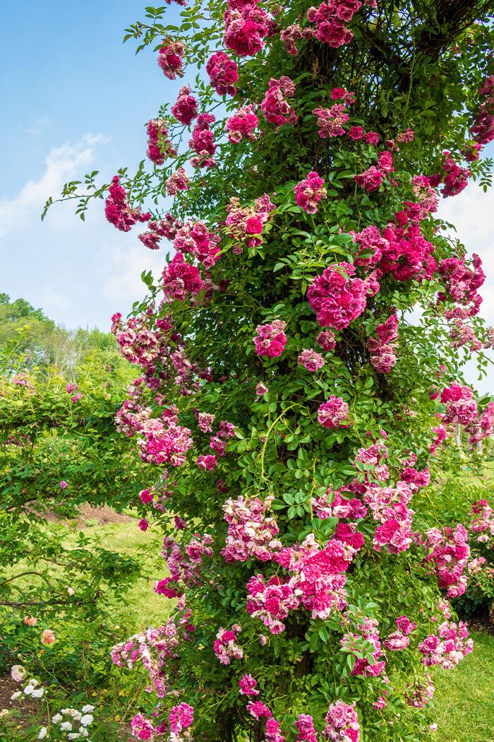 Rosa ‘Dorothy Perkins’ (Climbing Rose)