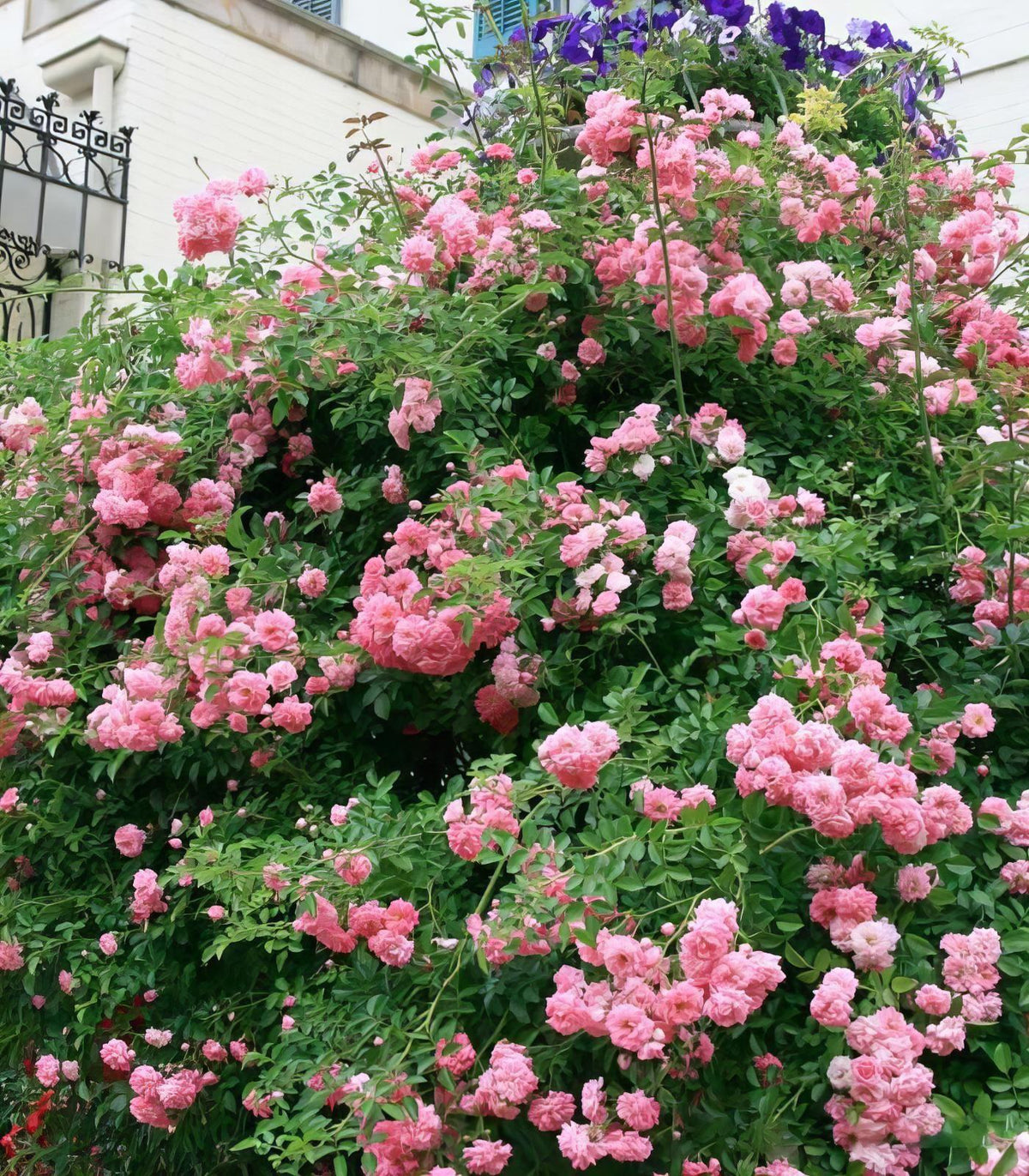 Rosa ‘Dorothy Perkins’ (Climbing Rose)