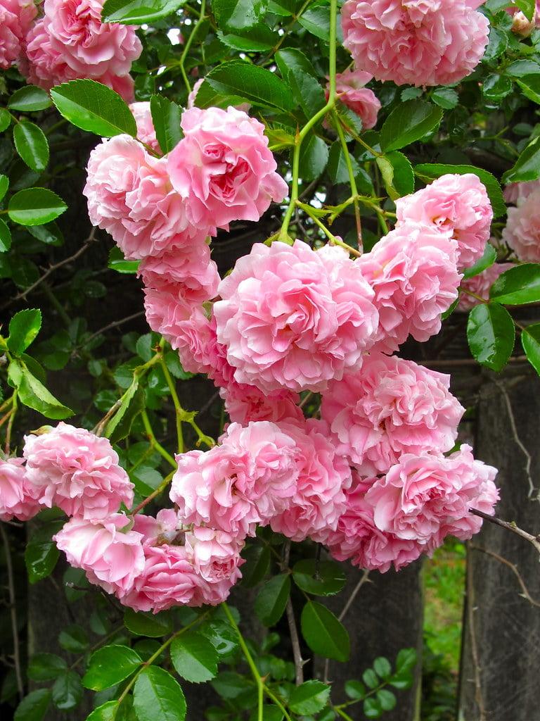 Rosa ‘Dorothy Perkins’ (Climbing Rose)