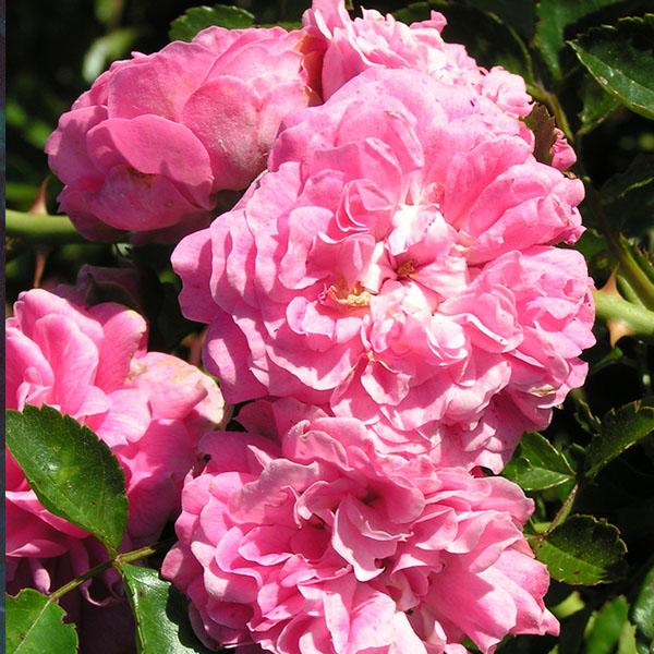 Rosa ‘Dorothy Perkins’ (Climbing Rose)