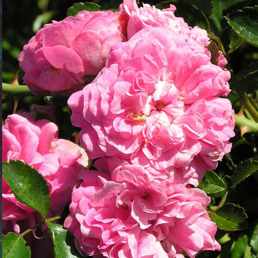 Rosa ‘Dorothy Perkins’ (Climbing Rose)