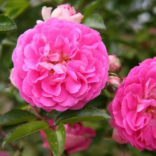 Rosa ‘Dorothy Perkins’ (Dorothy Perkins Weeping Rose) Standards