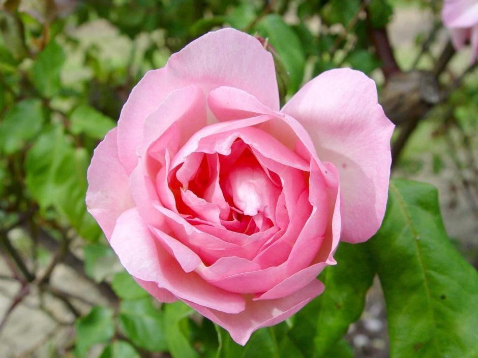 Rosa ‘Duchesse de Brabant’ (Duchesse De Brabant Weeping Rose) Standards