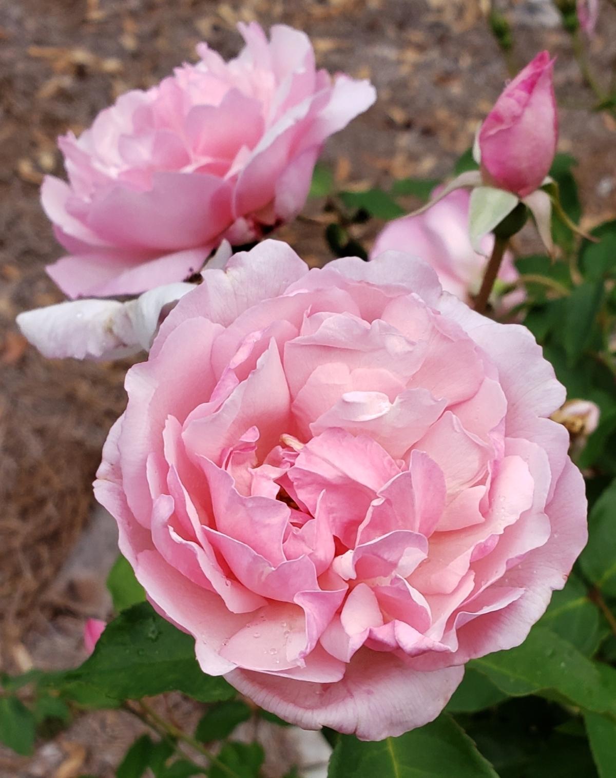 Rosa ‘Duchesse de Brabant’ (Duchesse De Brabant Weeping Rose) Standards