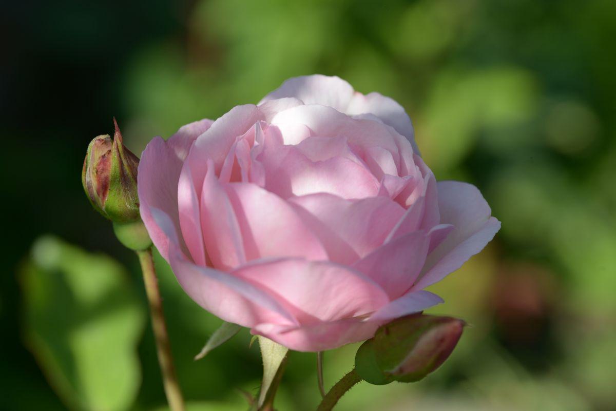 Rosa ‘Duchesse de Brabant’ (Duchesse De Brabant Weeping Rose) Standards