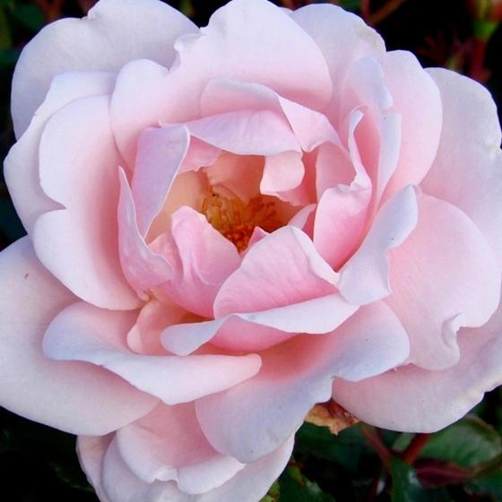 Rosa ‘Echo Pale Pink’ (Echo Pale Pink Rose)