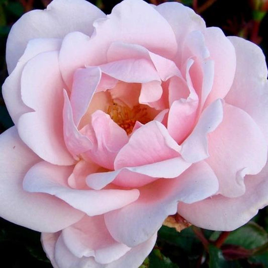 Rosa ‘Echo Pale Pink’ (Echo Pale Pink Rose)