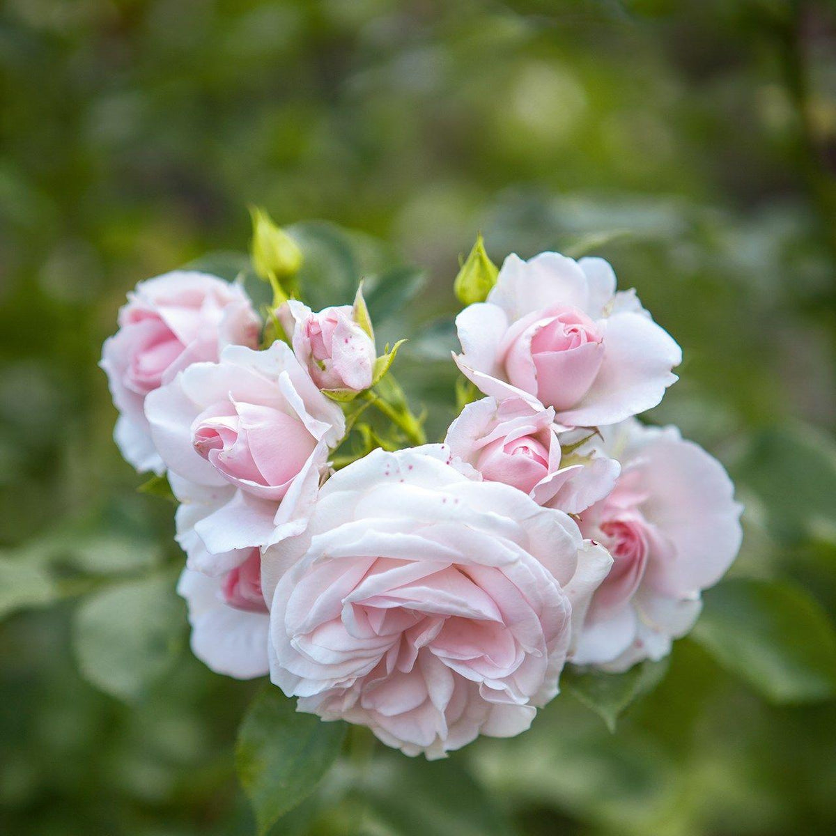 Rosa ‘Echo Pale Pink’ (Echo Pale Pink Rose)