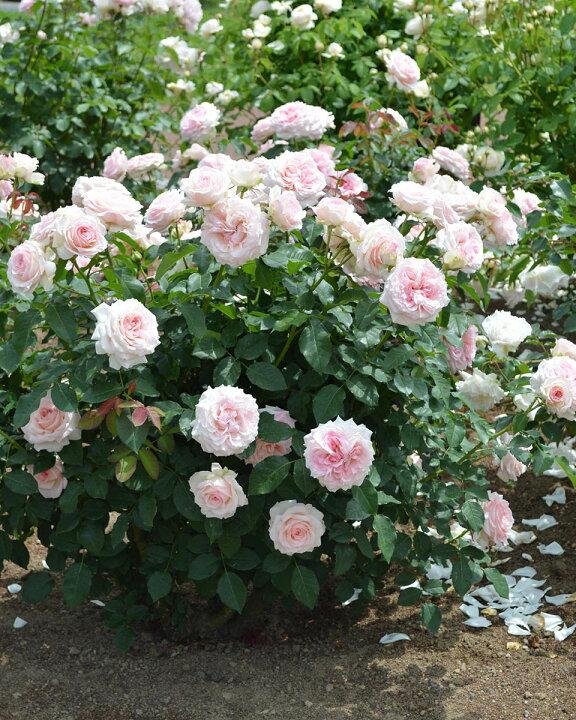 Rosa ‘Echo Pale Pink’ (Echo Pale Pink Rose)