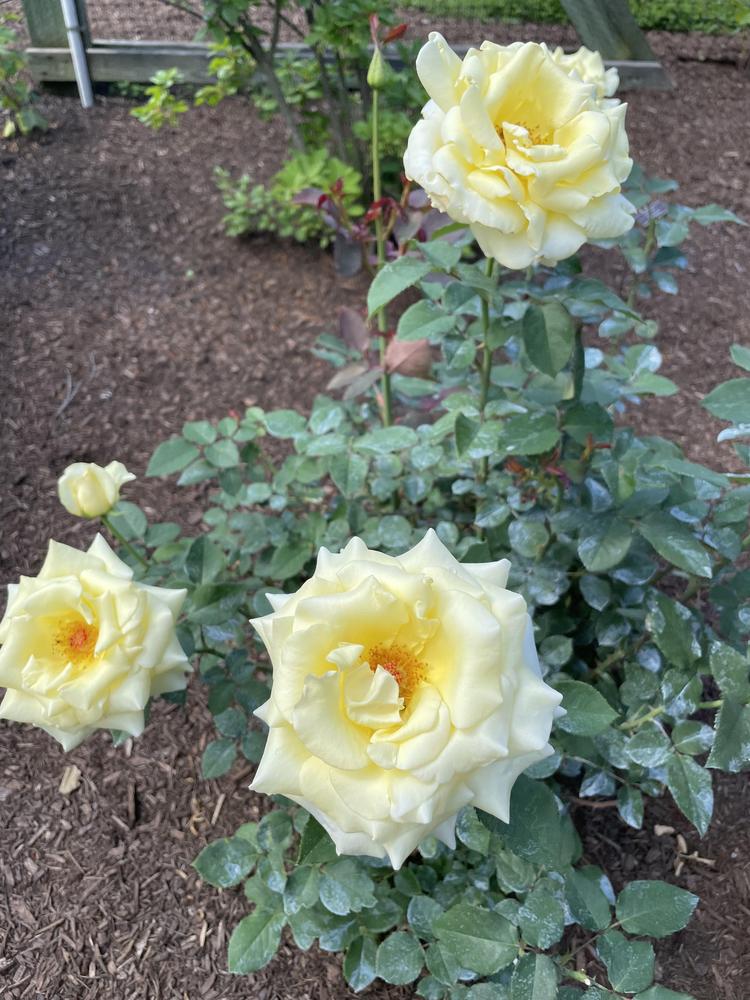 Rosa ‘Elina’ (Hybrid Tea Rose)