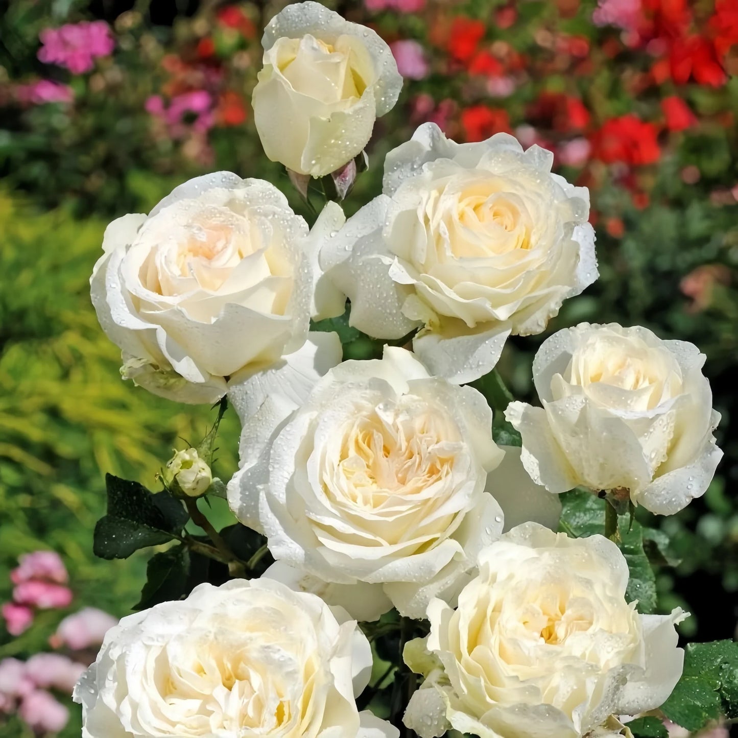 Rosa ‘Elina’ (Hybrid Tea Rose)