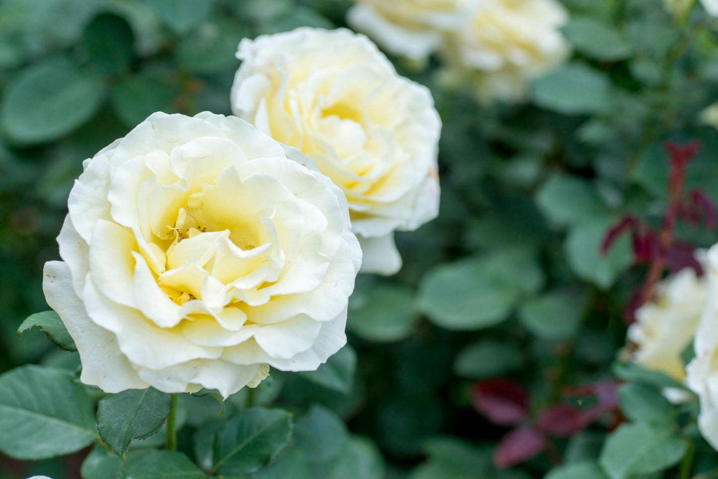 Rosa ‘Elina’ (Hybrid Tea Rose)