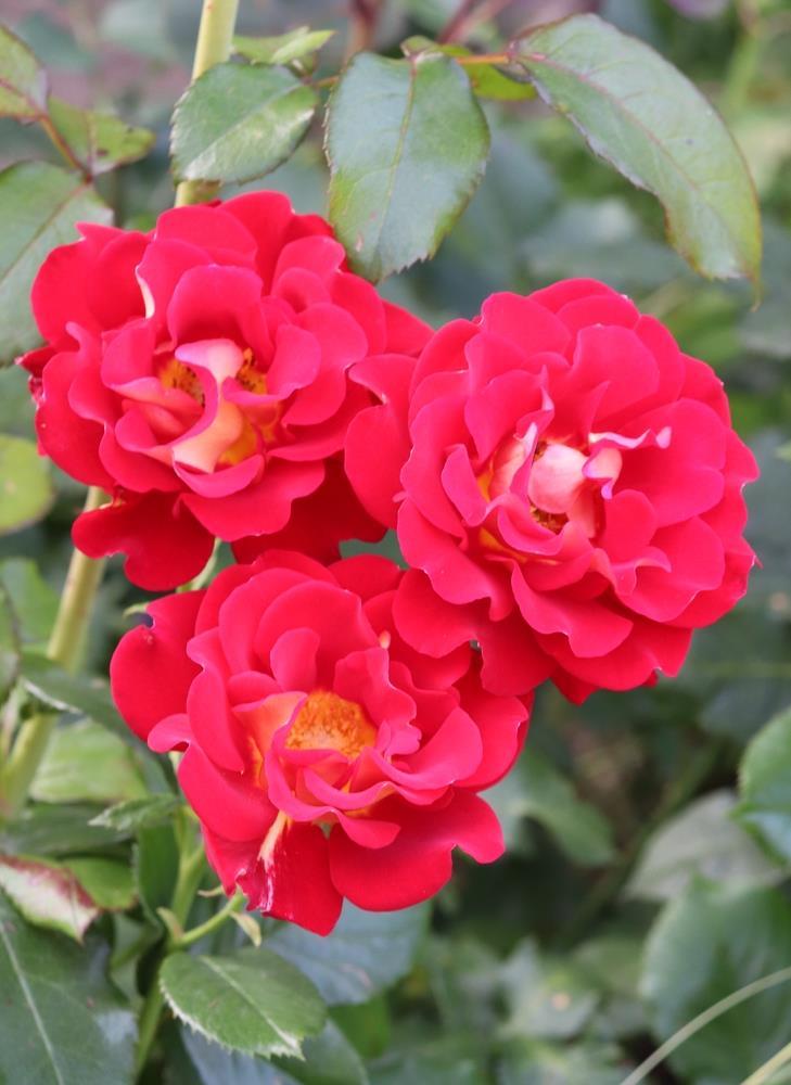 Rosa ‘Evelyn Fison’